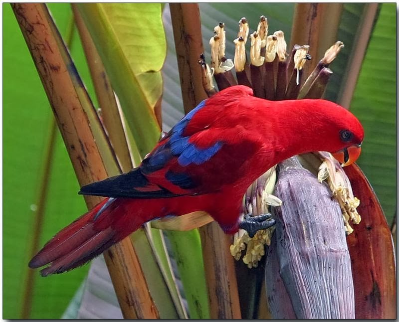 Mngenal Burung Nuri Maluku | Burung Gue