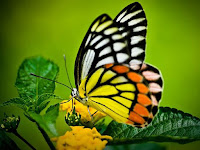 Butterfly Animal Pictures