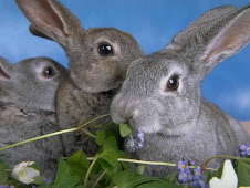 Rabbit Picture
