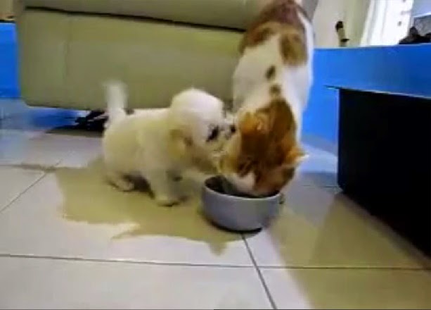 PUPPY DOG BITING CAT