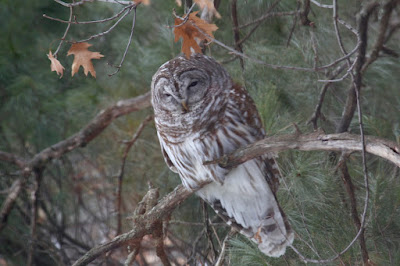 today’s barred owl