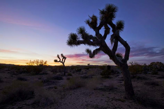 Joshua Tree