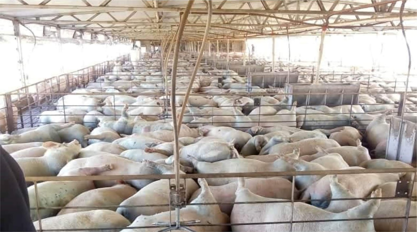 Avellaneda Murieron 400 Cerdos Asfixiados En Un Criadero Info