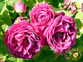 VILLERS-LES-NANCY (54) - La roseraie du Jardin botanique du Montet - Roses Roi des Pourpres