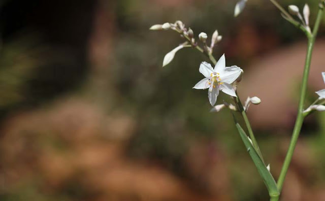 Arthropodium Cirratum Flowers Pictures