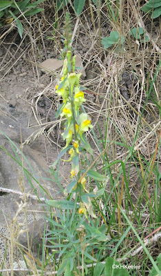 yellow toadflax