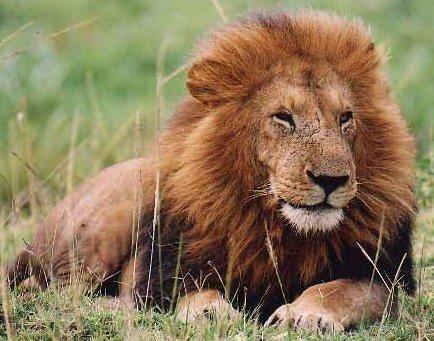 african lion. pictures of lions with a