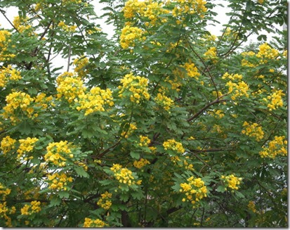 clip_image002