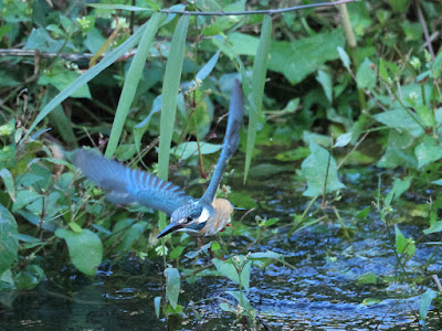 カワセミの水面飛出し 黒目川