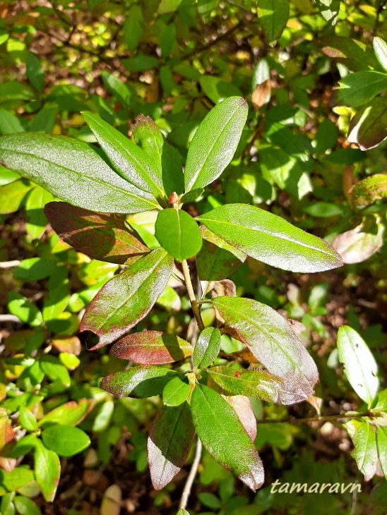 Рододендрон остроконечный (Rhododendron mucronulatum)