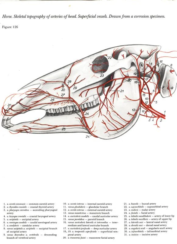 horse-cavalo-skull-anatomy-anatomia-cranio-maxilar-sinusal-sinuses-vetarq-muscle-musculatura-bone-osso-veias-arterias-dentição-equinos