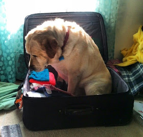 funny animals of the week, dog sits in suitcase