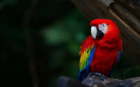  new hd 2016Parrot Live Wallpaper photo,free download 5