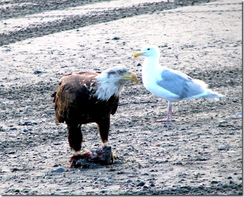 Eagle eating Fish-3