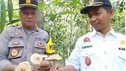 Warga Kabupaten Banyumas Dikejutkan Dengan Kemunculan Ribuan Jamur  di Pekarangan