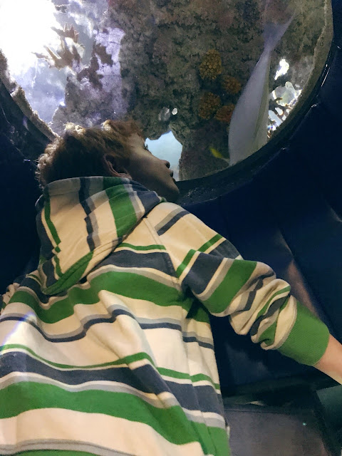 Little boy looking up into a watch hole in the tank