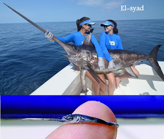 سمك ابو سيف swordfish
