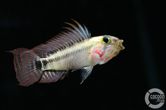 Apistogramma cf. personata