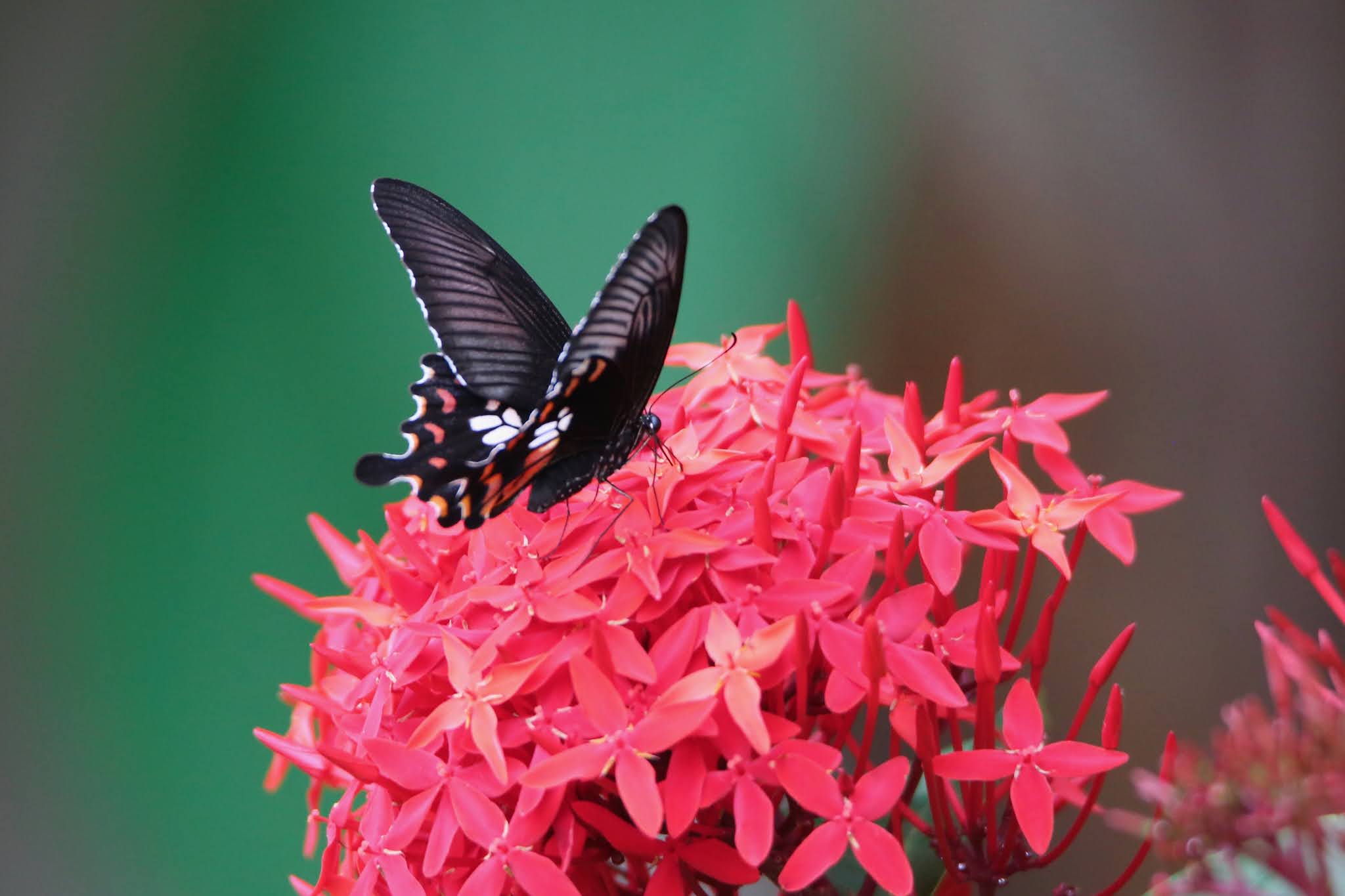 Red Helen Butterfly high resolution free