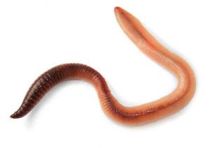 Benefits of Earthworm