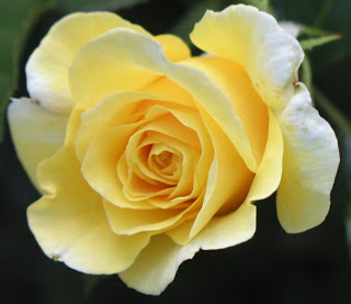 Yellow Rose flower photo gallery