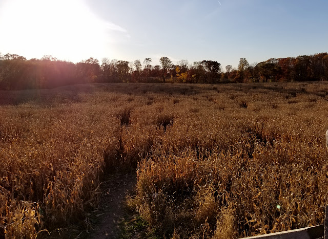 Can you solve Mommsen's Corn Maze? Image courtesy of That Was A First.