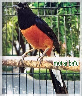 JUAL ANEKA BURUNG KICAU