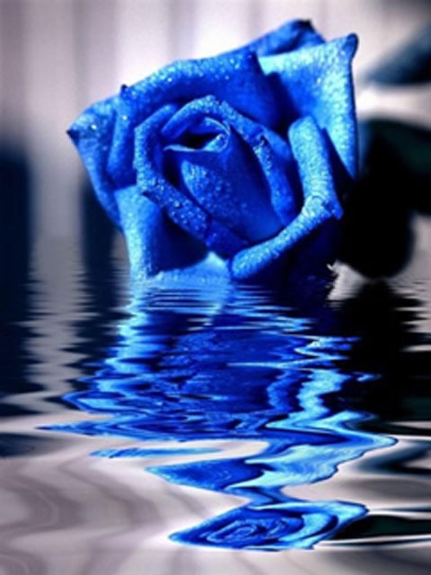 The blue rose being in itself something very extraordinary expresses that 