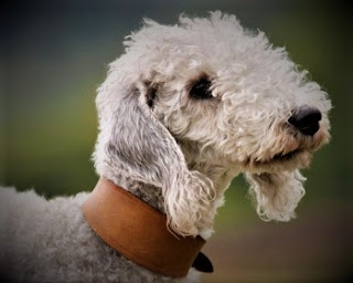 Bedlington Terrier Dog History Bedlington Terrier is a rather old breed that actively developed in medieval England. However, they came from very different places, but from which - no one knows for sure. There is an assumption, and it is believed by most dog breeders, that these dogs traveled with the gypsies, so they got to England.  Gypsies used them to hunt small game, as well as poultry (yes, you did not hear, no matter how it sounded) - dogs were taught to carry chickens, geese, and turkeys from farms, past which passed the camp. Although the appearance of a dog tells us that it is an aristocrat performing purely decorative functions, in fact, it is not so. Rather, this appearance was given to him by man, and the dog itself has excellent instincts of the hunter and can be very useful than people used in the Middle Ages. Bedlington Terrier dog defiantly destroyed badgers and rats.  His talents in getting rid of rats, badgers, and other parasites caught the attention of local squires who purchased some dogs. One of the squires served Lord Roth's bury, and after showing him a new dog, he became an ardent fan of the breed. He bought several more from the same wandering gypsies.  Lord Rothberg’s estate was located in Bedlington, which at that time belonged to the county of Northumberland. At first, the dogs were even called by the name of Lord - Roth bury, but then there was only the name of the area where these dogs were in high esteem. There are legends, or rumors, as you prefer, that the Lord valued his dogs much more than the peasants in their own villages.  The dog, to which the name Bedlington Terrier was used, was Piper Ainslie, owned by Joseph Ainslie from the same Bedlington. This piper dog went against the badger for the first time when he was only 8 months old, toothless and almost blind, he was still involved in hunting alongside young dogs, setting an example.  Other breeds also took part in the formation of modern Bedlington’s at different times. For example, in order to increase speed and agility, their interbreeding with Whippets. Also, the interbreeding was carried out with dandy din Mont terriers, Kerry blue terrier sand wheat terriers. Bedlington began to participate in exhibitions in the mid-19th century, and in 1877 the National Bedlington Terrier Club was established in England.    Characteristics of the breed popularity                                                           02/10  training                                                                05/10  size                                                                        02/10  mind                                                                     05/10  protection                                                          06/10  Relationships with children                         10/10  Dexterity                                                             06/10     Breed information country  England  lifetime  12-14 years old  height  Males: 41-44 cm Bitches: 38-42 cm  weight  Males: 8-11 kg Suki: 8-11 kg  Longwool  Short  Color  blue, reddish-blue, sandy, reddish-brown  price  1000 - 2300 $       Description Bedlington Terrier is a medium-sized dog with a lean but muscular physique. The limbs are of normal length, the tail is short, the chest is depending on the physics. The muzzle is a little elongated, the distinctive feature - curly hair strip from the head to the nose, ears hanging.  The colors can be blue, reddish-blue, sandy, reddish-brown. Puppies are born black or brown.     Personality Bedlington Terrier a happy dog and they like to play with toys, they have an energy level above average and is not suitable for those who are not ready to provide proper walks, full active games, and physical activity. This is necessary for the pet to feel happy and satisfied. In addition, it is a very smart dog, which not only understands everything that happens around it and perfectly remembers the commands, but also draws its own conclusions.  This imposes certain rules in behavior and training, but more on that later. In regards to their family, the breed shows great love and devotion, it is really very affectionate and friendly dogs, able to become the best friend of everyone. Although sometimes they are characterized by refined selfishness - they like to be in the spotlight, show themselves from the funny side, and feel the views full of love and approval.  These terriers will gladly go with you on a hike, for a walk, feeling in the park or in the woods, like a fish in the water. But if you sit on your sofa, the dog will happily sit next to you. They are not recommended to leave alone for a long time, as Bedlington Terrier is very attached to his family and poorly tolerates long separation. In addition, they are generally very people-oriented, and if every day you go to work and there is no one at home, it is better to choose another breed of dog.  The breed is well suited as a watchdog, although, let's be honest, these dogs in this capacity now almost do not use, except at home. Moreover, the residents of Bedlington say that their terriers are very astute, have a wonderful ear, and instantly react to the intruder.  With other dogs get along well, especially if periodically meet or grow together, but possible same-sex aggression. By the way, despite their aristocratic appearance, these pets are able to get into a serious fight and not to retreat to the last (especially males will fight until they get a serious injury), so during the walks, you need to be alert.  Children are well received, can become great friends to them. Strangers, if it's your friends, guests, or just people on the street who do not show negativity, perceive with friendliness. The instincts of the Hunter in the Bedlington’s are quite strong because in the past they were bred and kept for this purpose. Therefore, they are more likely to hunt small animals or at least try to do so while walking. Now dogs are mostly of interest as companions and great friends for the whole family.     Teaching Bedlington Terrier is well trained, but in working with him there are certain subtleties. Due to their high intelligence, these dogs perfectly assimilate commands, but they need to be encouraged and shown in every way that training is necessary for them. If the pet does not understand this, he will learn, but after reaching some inner traits he will lose interest.  If we were talking about a person, one could say that he sees the sense of improving himself for his own sake, not for helping others. But it is a dog, and therefore it is much easier to outsmart it. Sometimes, but not always, it is enough just to properly position yourself as a leader, as well as to make the life of the pet more diverse, using commands in everyday life.  Then he will understand that these commands are needed for him, in addition, for them he receives encouragement, and for non-compliance, on the contrary, is deprived of something valuable, for example - does not immediately get a toy or a yummy. Roughness and violence with The Bedlington Terriers are counterproductive and only harmful.     Care The Bedlington Terrier breed has curly hair, which many cut in a certain way, although it is a matter of taste. In any case, you need to comb your pet a couple of times a week, as well as keep your ears and eyes clean. The claws are trimmed three times a month, bathe the dog at least once a week.     Common diseases Bedlington Terrier - a breed with fairly strong health, but certain problems still occur:  copper toxicities are a hereditary disease; dislocated hamstring; Distichiasis; renal curricular hypoplasia, which will cause the dog to develop kidney failure; retinal dysplasia is a malformation of the retina with which the dog is born.