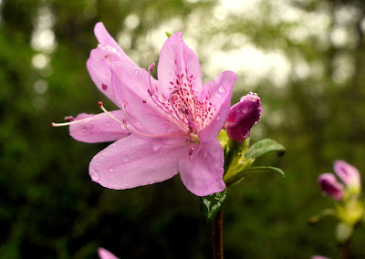 Purple azalea (Copyright © 2013 Anne Guérard Coletta)