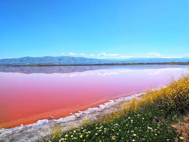 Pink lake in Alviso Marina County Park in the SF Bay Area