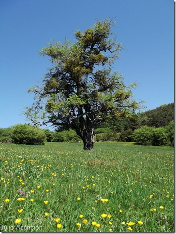 Espino de Azparren - monumento natural