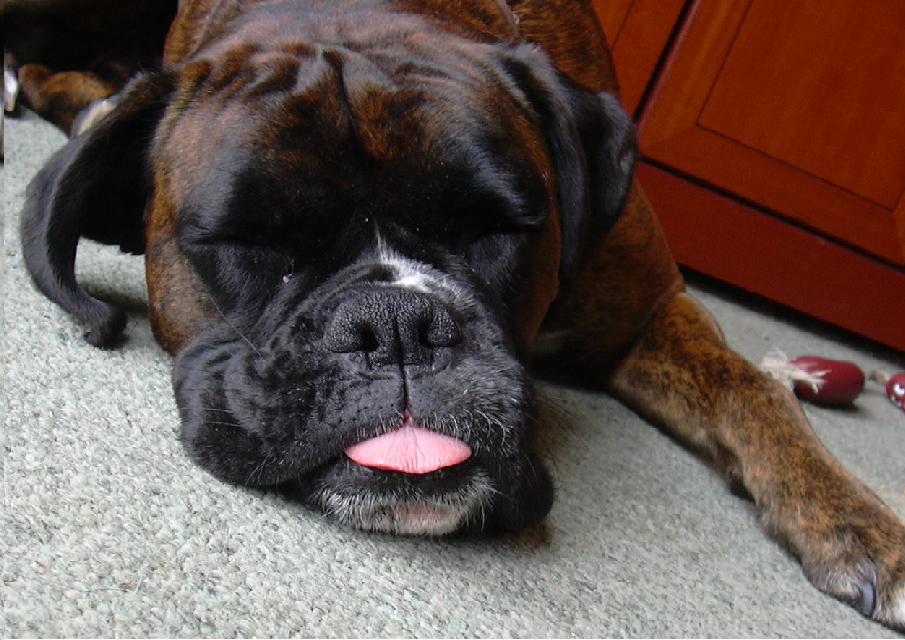 Funny Boxer Dogs | Funny Animals