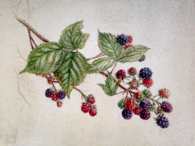 finished painting of blackberries on vellum