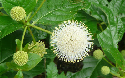 bumblebee on buttonbush