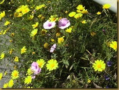 fleurs