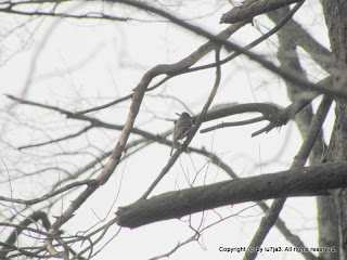 Eastern Phoebe