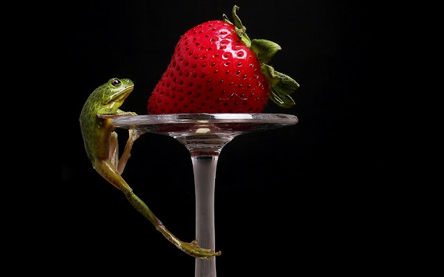 strawberry, frog, strawberry wallpaper