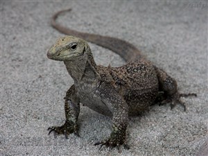 Persebaran Flora dan Fauna di Indonesia