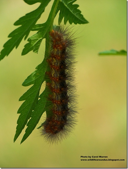 d 014cs