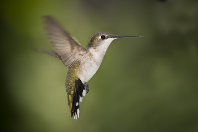 Hummingbird