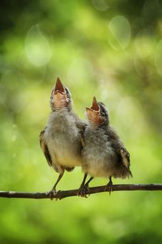 Gorgeous adorable baby birds with mouths open