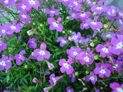 DSC03056