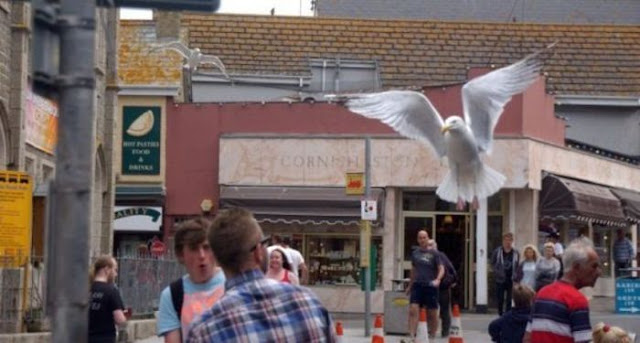 Seagull ice cream thief (10 pics), seagull steals ice cream, funny seagull, seagull pictures