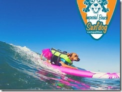 SurfDog