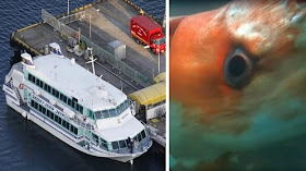 80 feriti in Giappone dopo che un traghetto si scontra con una "GIGANTE CREATURA" non identificata in mare