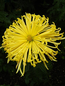 Yellow spider chrysanthemum at 2016 Allan Gardens Conservatory  Fall Chrysanthemum Show by garden muses-not another Toronto gardening blog