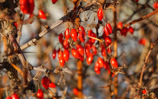 Berberine is an active alkaloid found in several plants which is used as an herbal medicine and dietary supplement.