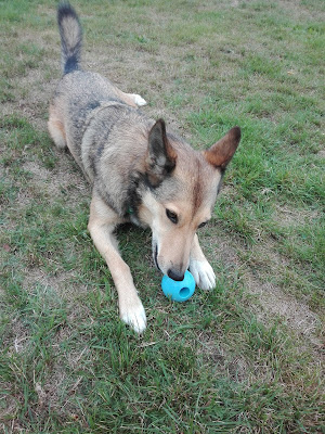 kong puppy ball