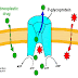 P- glycoprotein